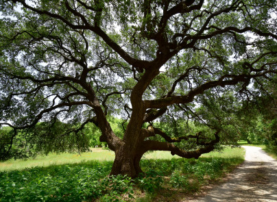 Rivers Edge Old Oak Tree in Wimberley Texas