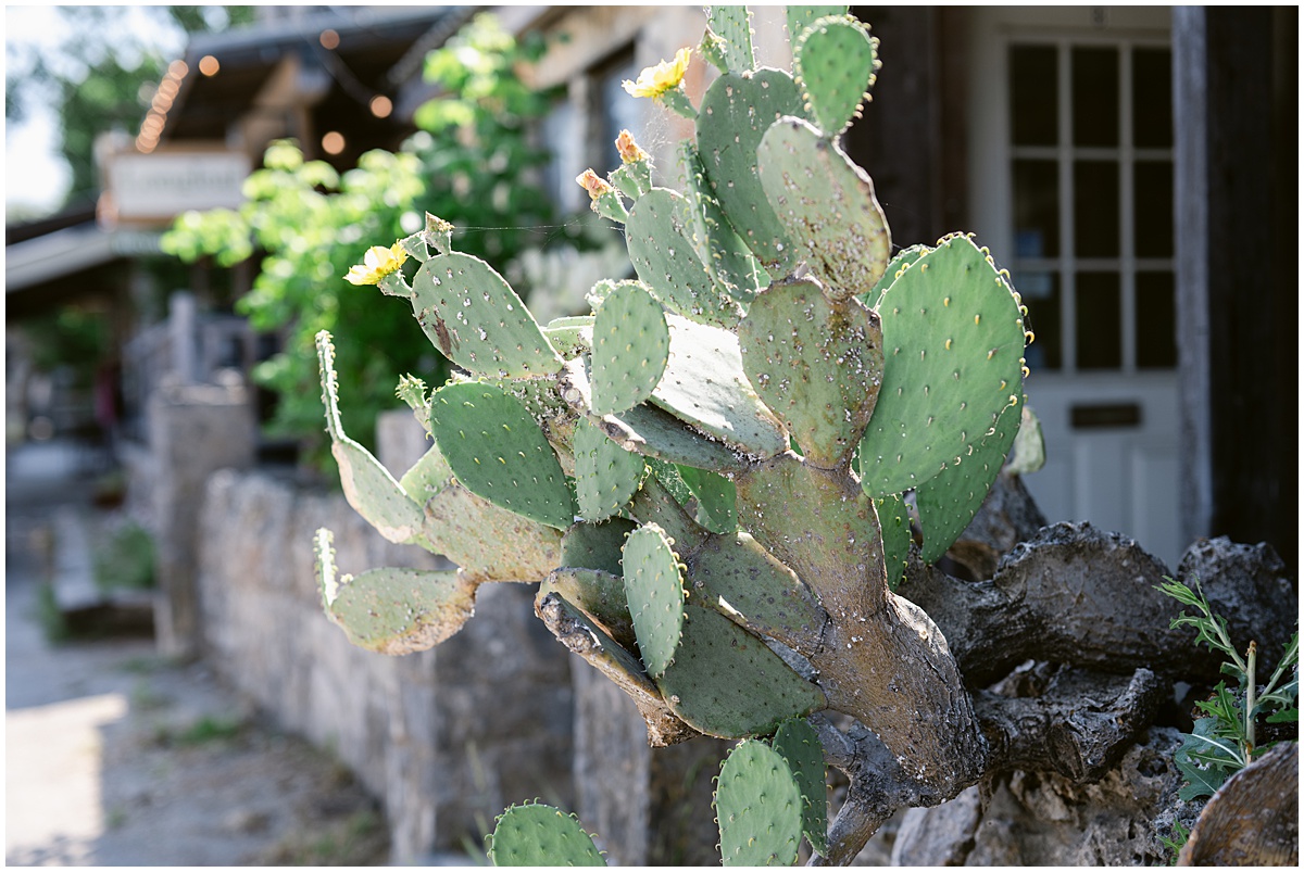 Cactus in Downtown Wimberley Texas