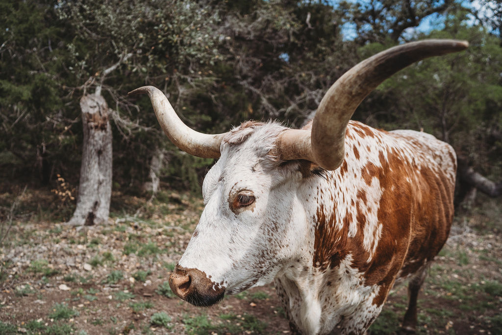 Wimberley Rodeo event during Labor Day Weekend